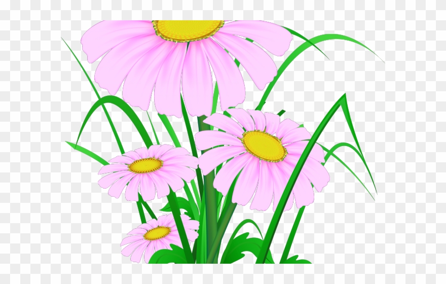 Chamomile Clipart Wild Flower - Portable Network Graphics - Png Download