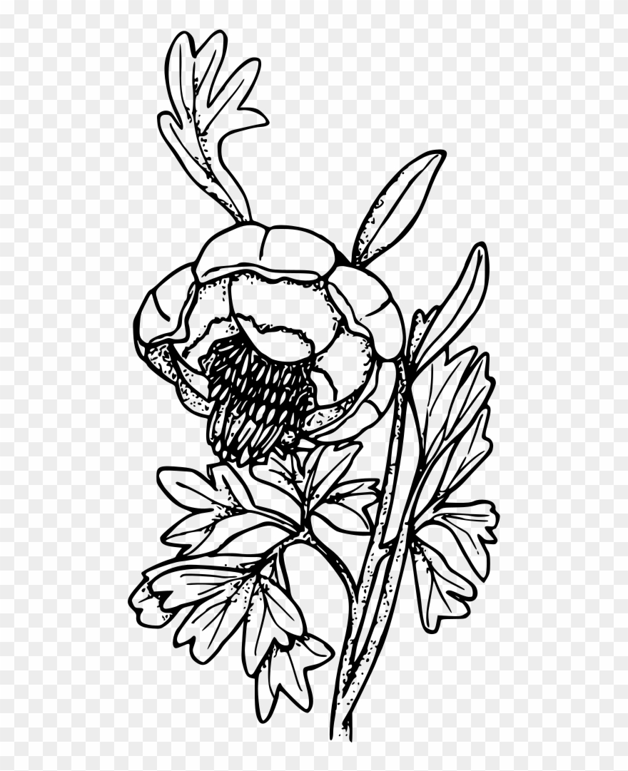 Wild Paeony - Illustration Clipart