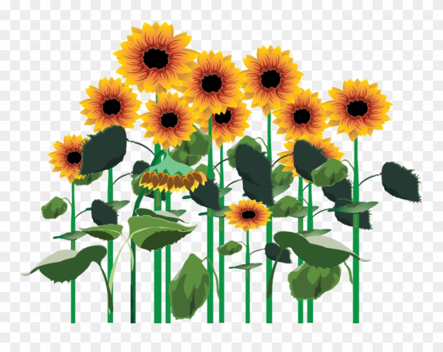 Sunflowers Png Clipart