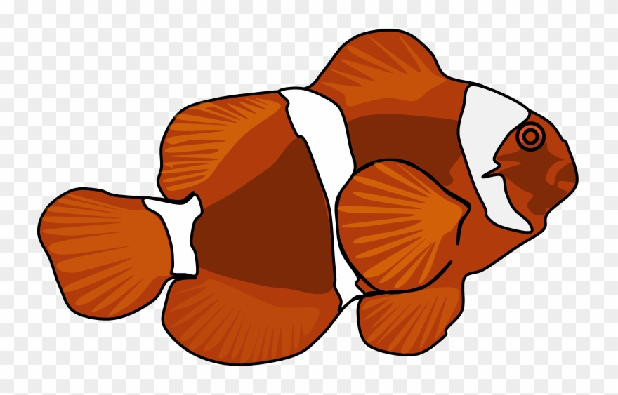 Maroon Clownfish Clipart