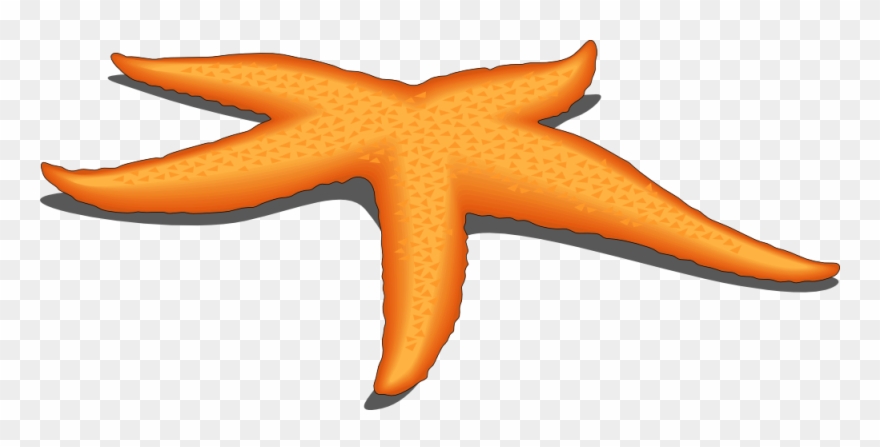 Clipart Of Owner, Compound And Starfish The - Starfish - Png Download