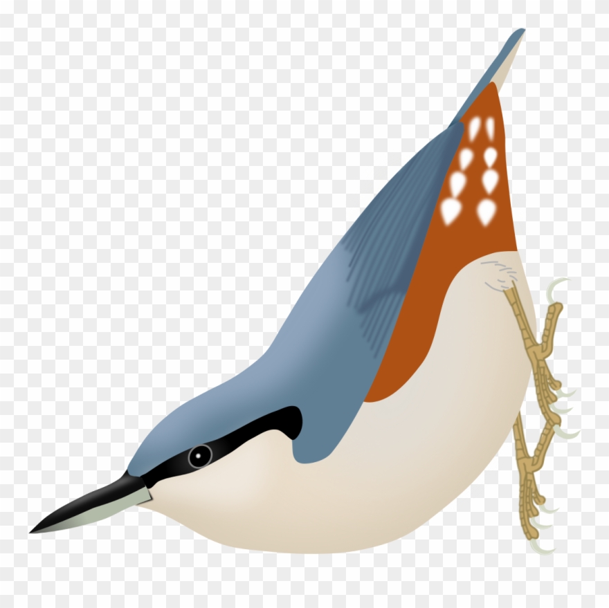 Sitta Arctica Clipart