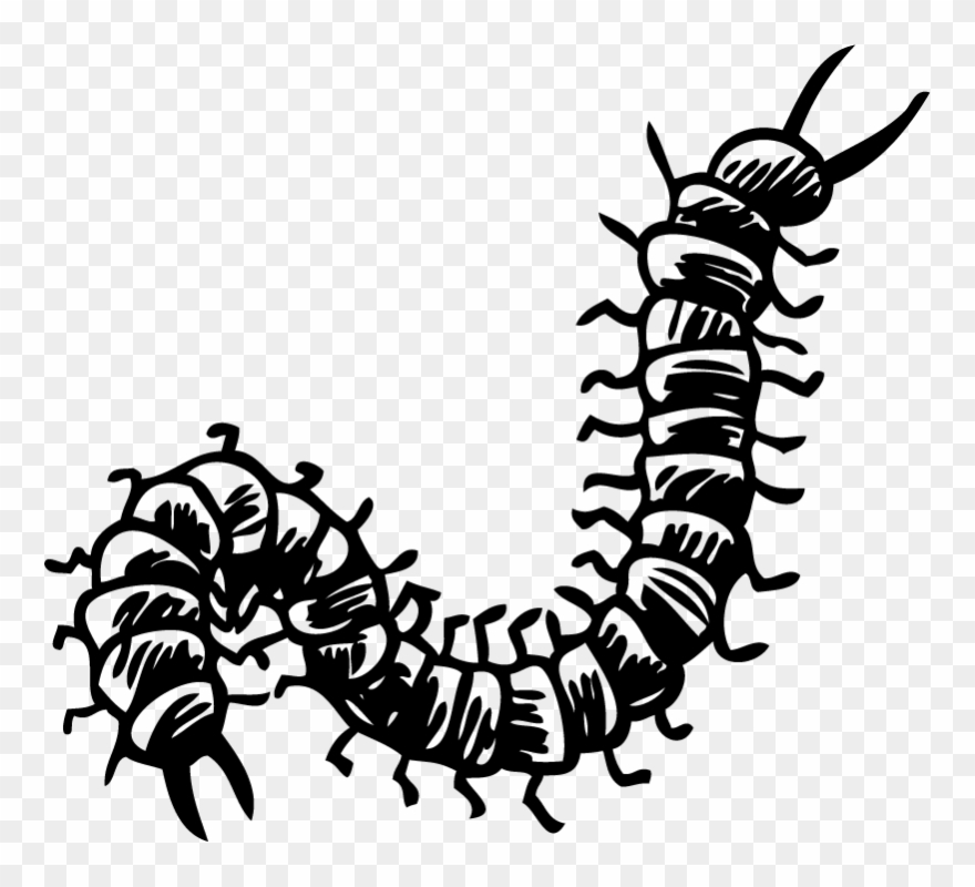 Centipede Living Room Wall Decor Clipart