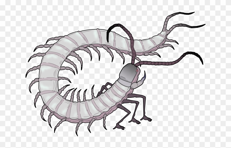 Details - Millipedes Clipart