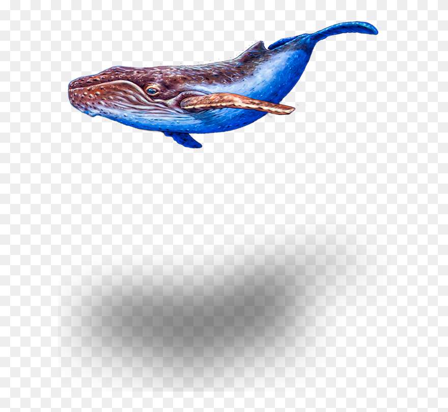 Seeking The Enchanted Forest - Humpback Whale Clipart