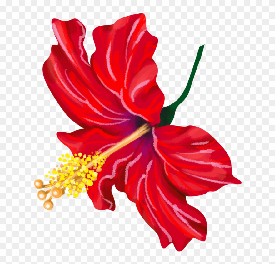 Chinese Hibiscus Clipart