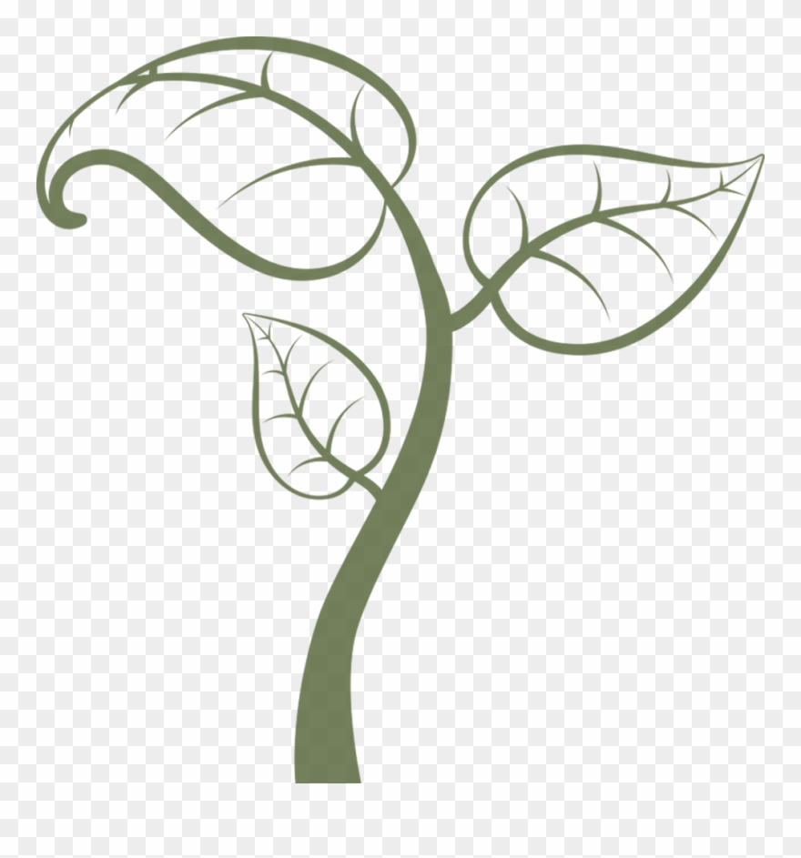 Pine Clipart Natural Form - Png Download