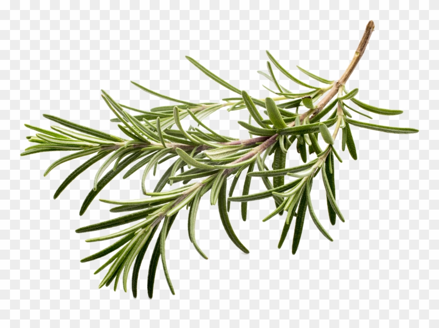 Transparent Clipart - Fresh Herbs White Background - Png Download