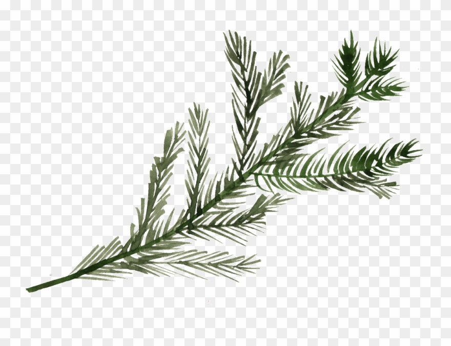 Watercolor Pine Tree Branch Png Free Download Png Files - Pine Tree Branch Png Clipart