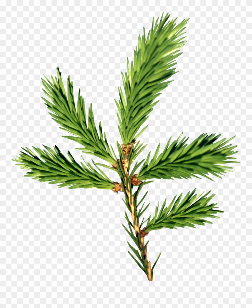 Ветка Елки Пнг Clipart