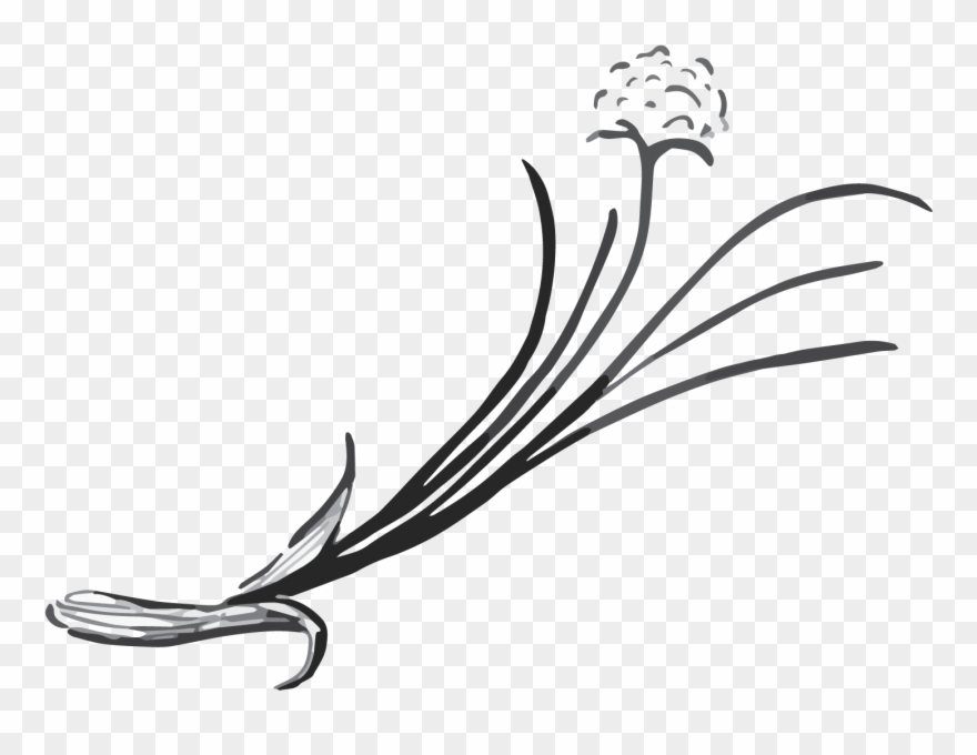April - Chives - Line Art Clipart