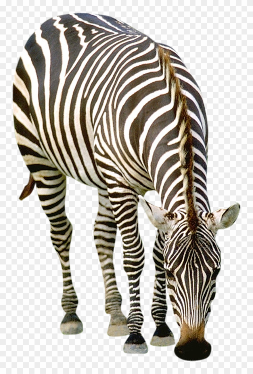 Siyah Beyaz Hayvan Isimleri Clipart