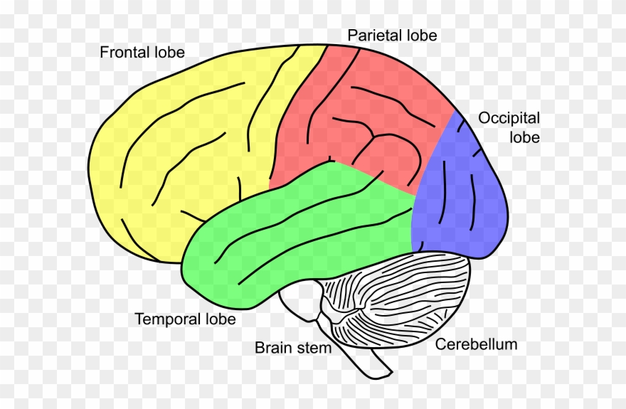 Cerebellum On Brain Clipart
