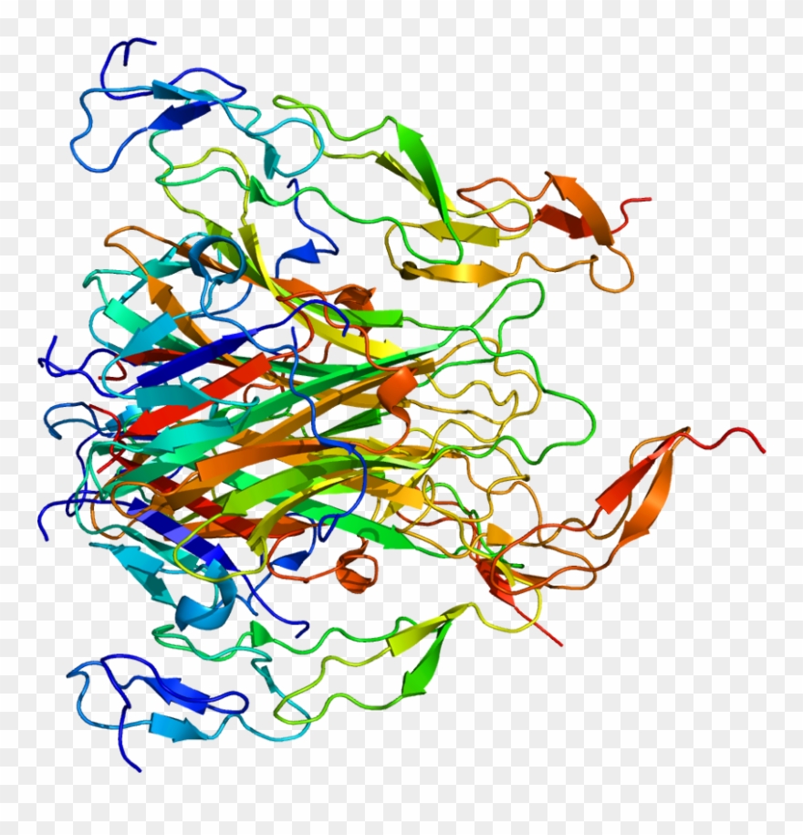 Death Receptor 5 Structure Clipart