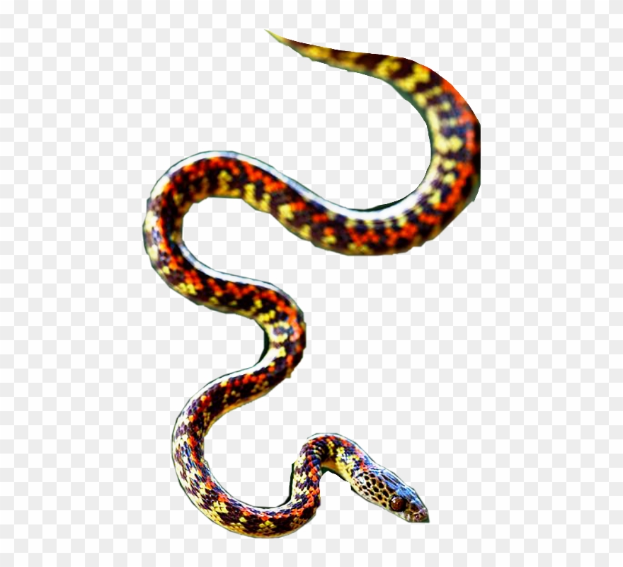 Python Clipart