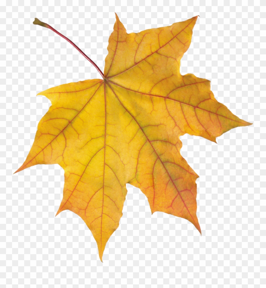 Yellow Leaves, Stock Pictures, Rug Hooking, Autumn - Autumn Background Cartoon White Clipart