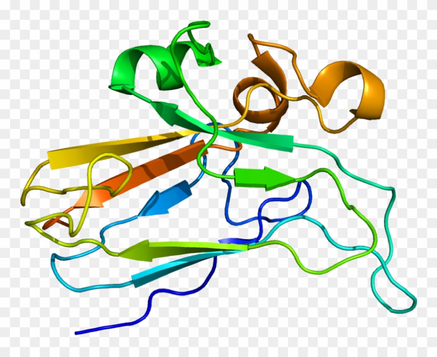 Protein Efnb2 Pdb 1iko - Ephrin B2 Clipart