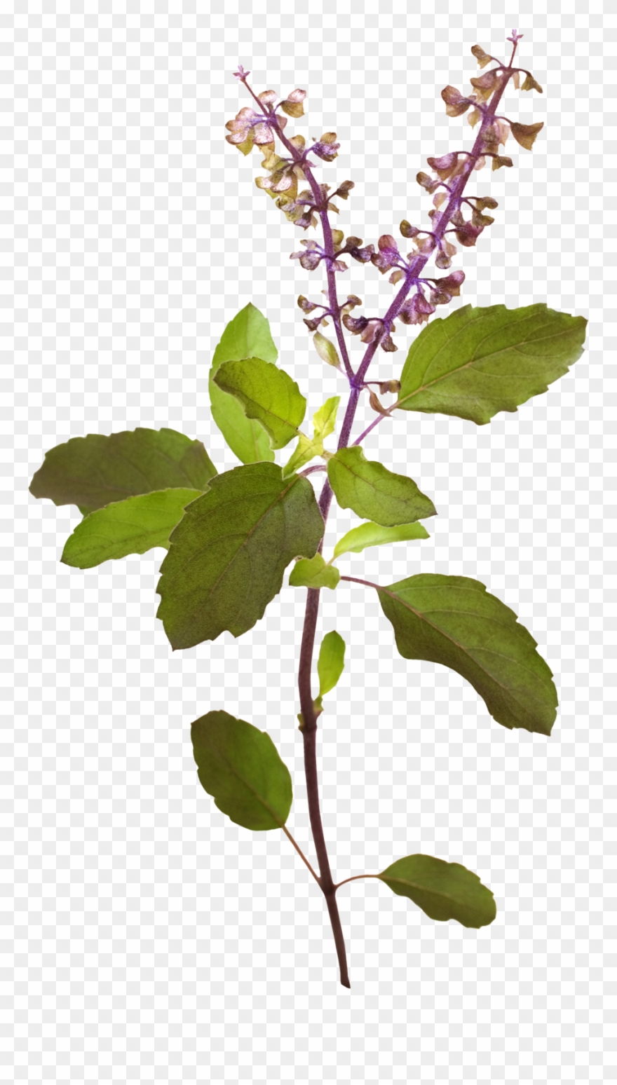 925 X 1586 5 - Tulsi Tree Png Clipart