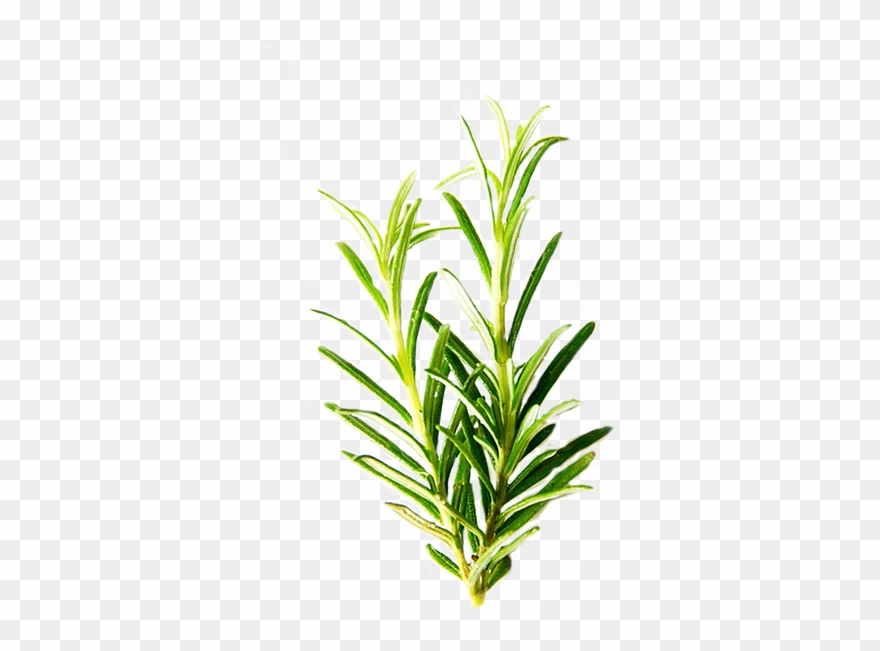 Rosemary Leaf Png Clipart