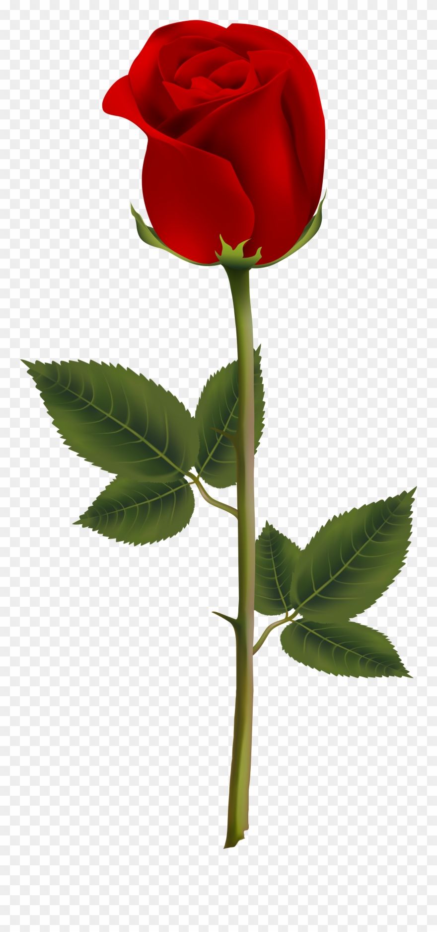 Free Png Download Red Rose Png Images Background Png - Dark Red Rose Png Clipart