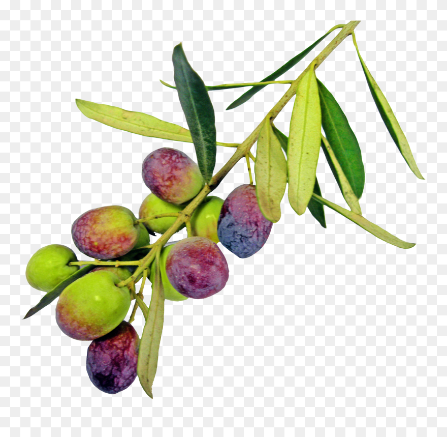 Free Png Olive With Leaf Png Images Transparent - Png Transparents Olive Tree Clipart