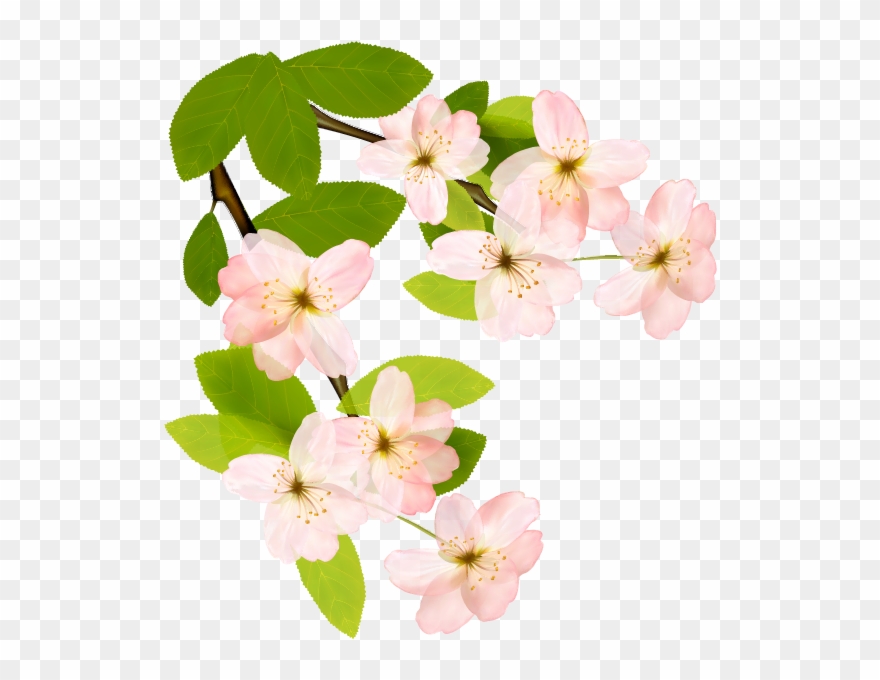 Flowering Dogwood Clipart