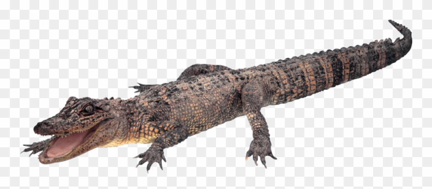 Crocodile Free Png Transparent Background Images Free - Gator Png Clipart