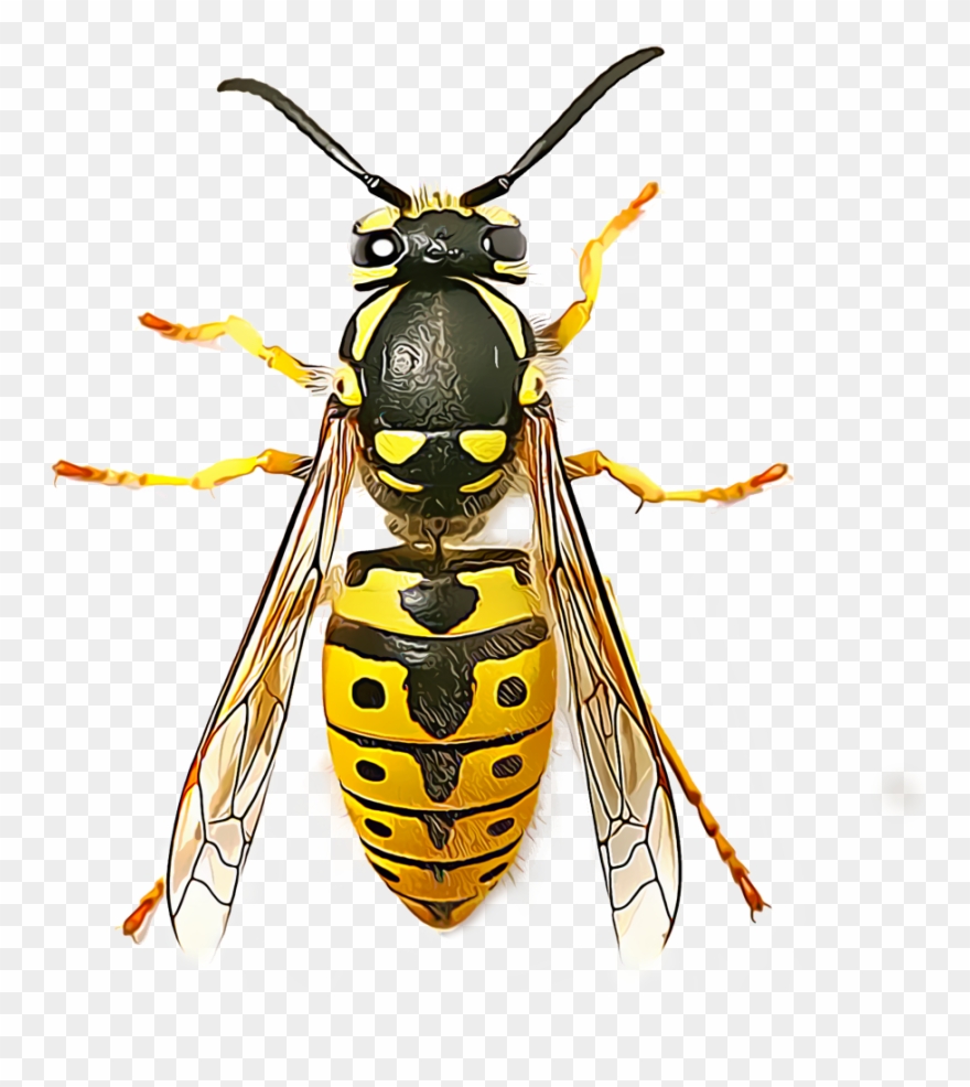 Yellow Jacket Png Insects Wasp Clipart (3496194) PinClipart