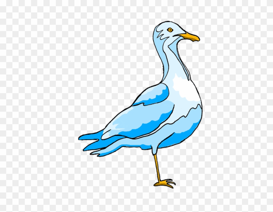 Illustration By Zach Molino - European Herring Gull Clipart