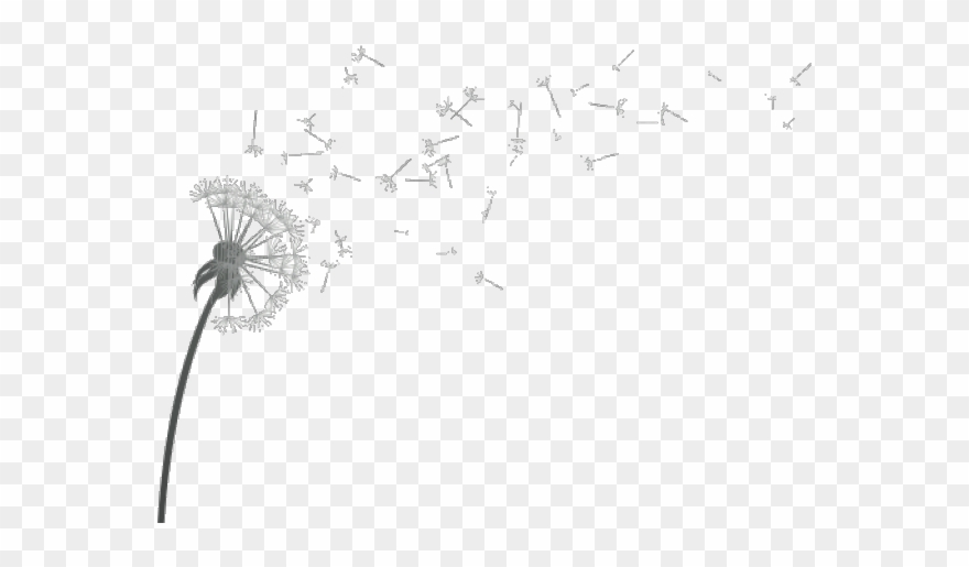 Dandelion Clipart Dandelion Wish - Drawing - Png Download