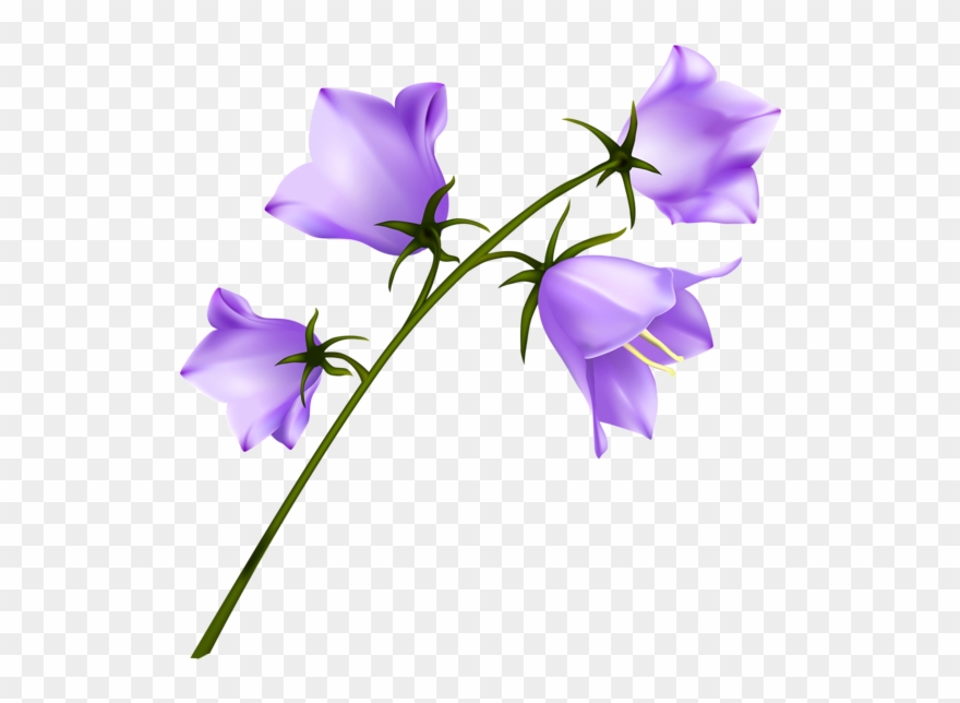 Bellflower Clipart