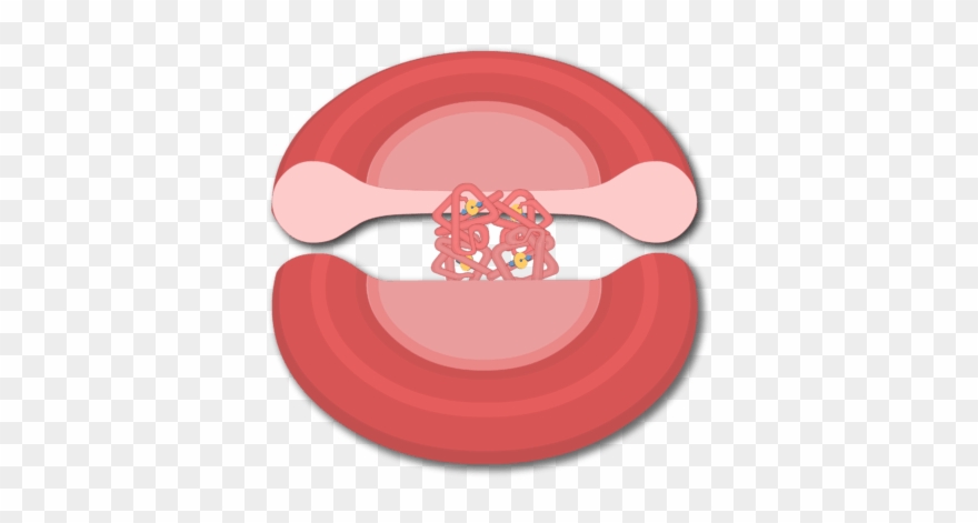 Svg Library Stock Blood Cell Clipart - Red Blood Cell - Png Download