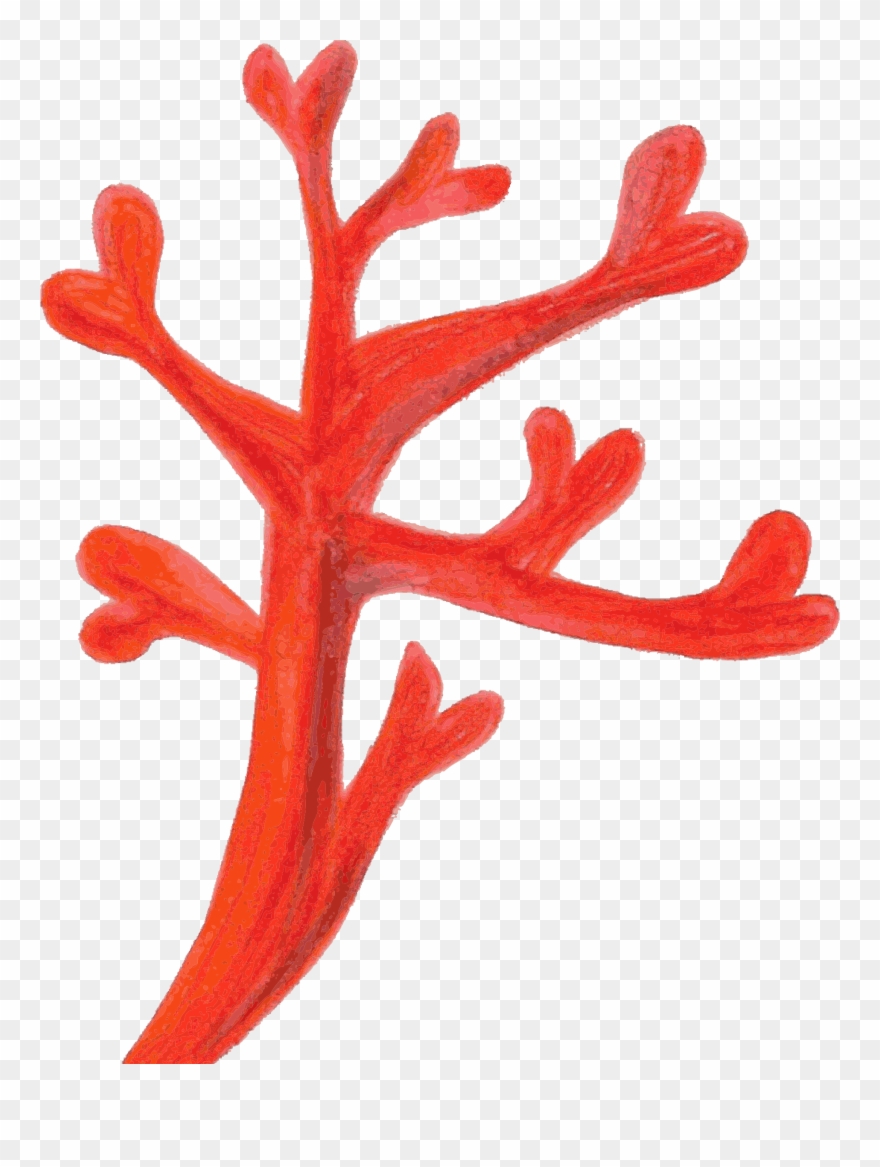 Red Coral Computer Icons Coral Reef Deep-water Coral - Red Coral Clipart - Png Download