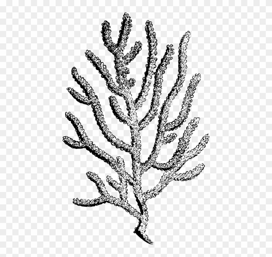 Coral Reef Botanical Illustration Botany Alcyonacea - Coral Drawing No Background Clipart