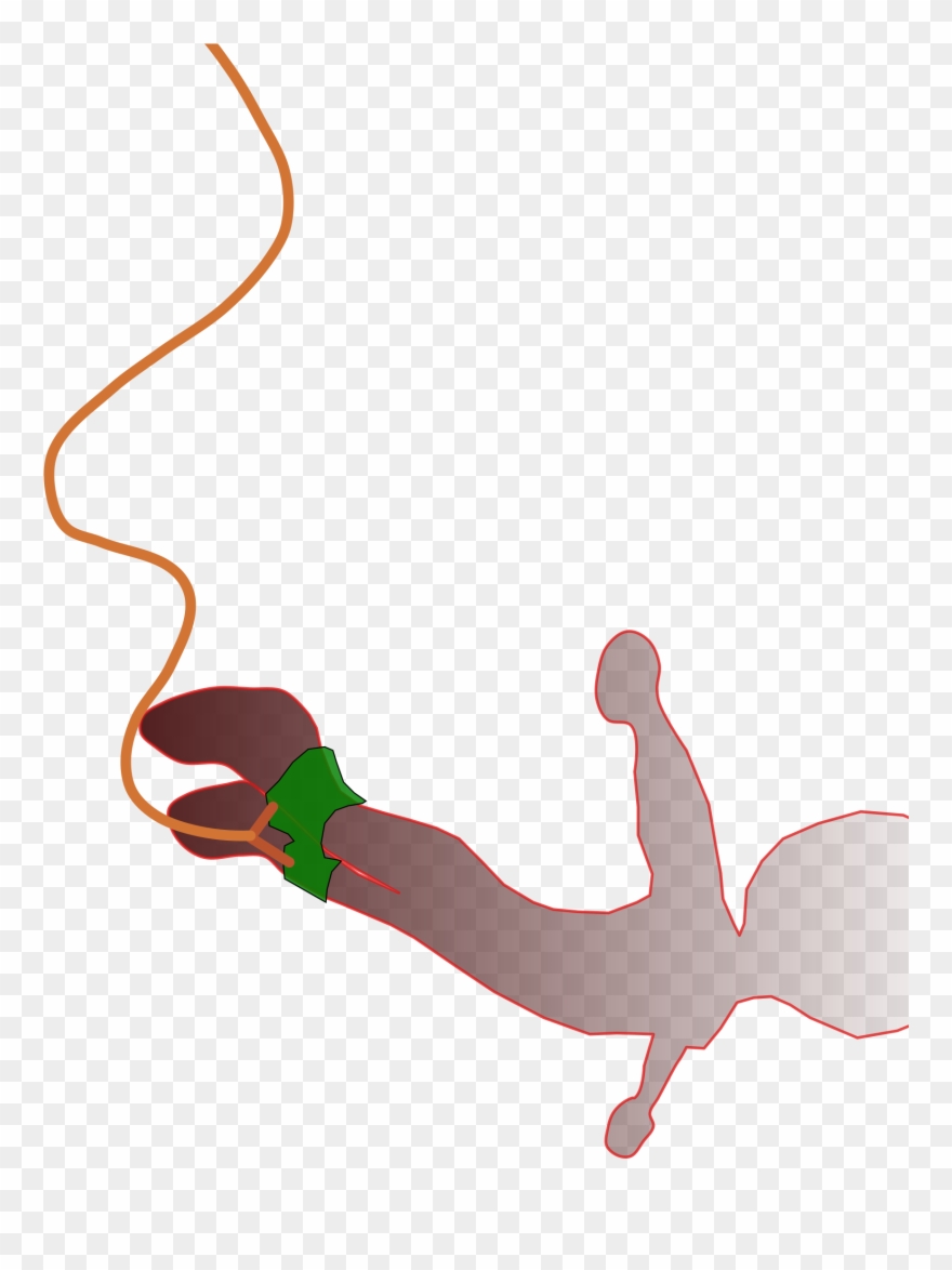 Bungee Jumping Cliparts - Bungee Jumping Clipart Png Transparent Png