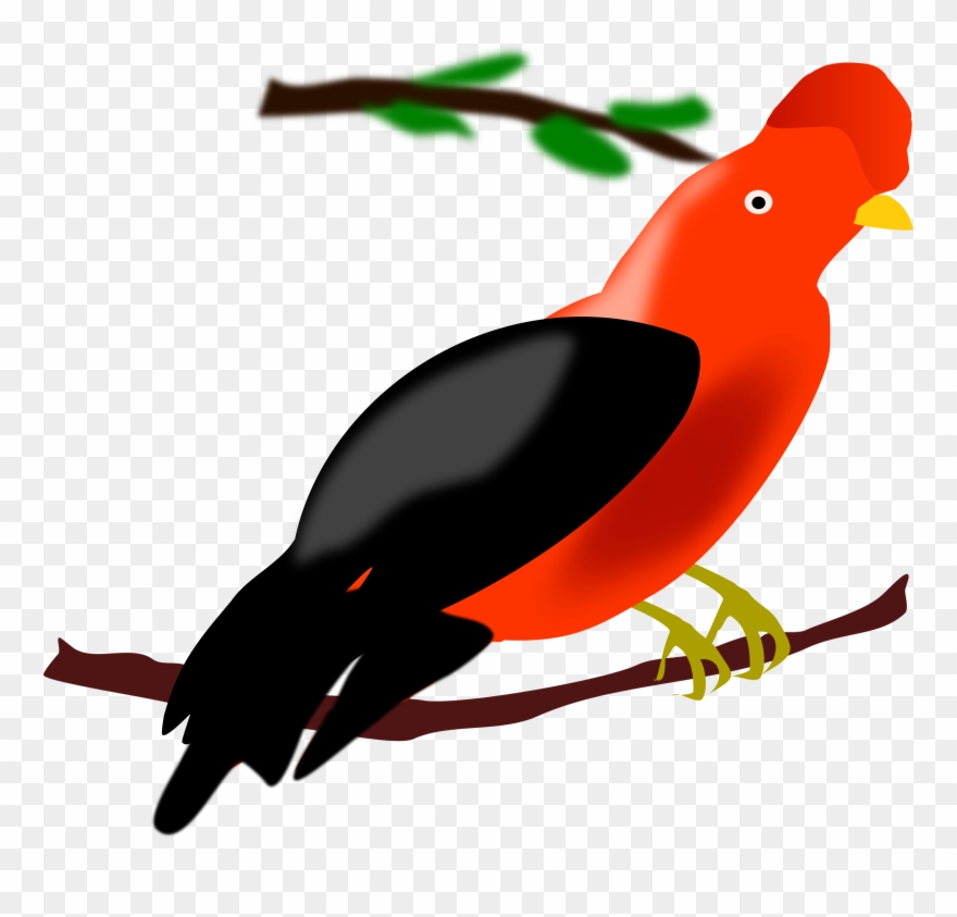 Big Image - Gallito De Las Rocas Animado Clipart