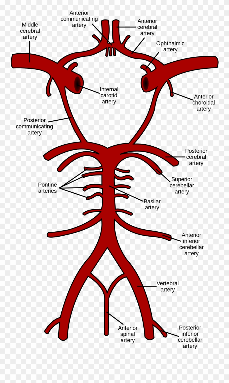 Circle Of Willis Clipart