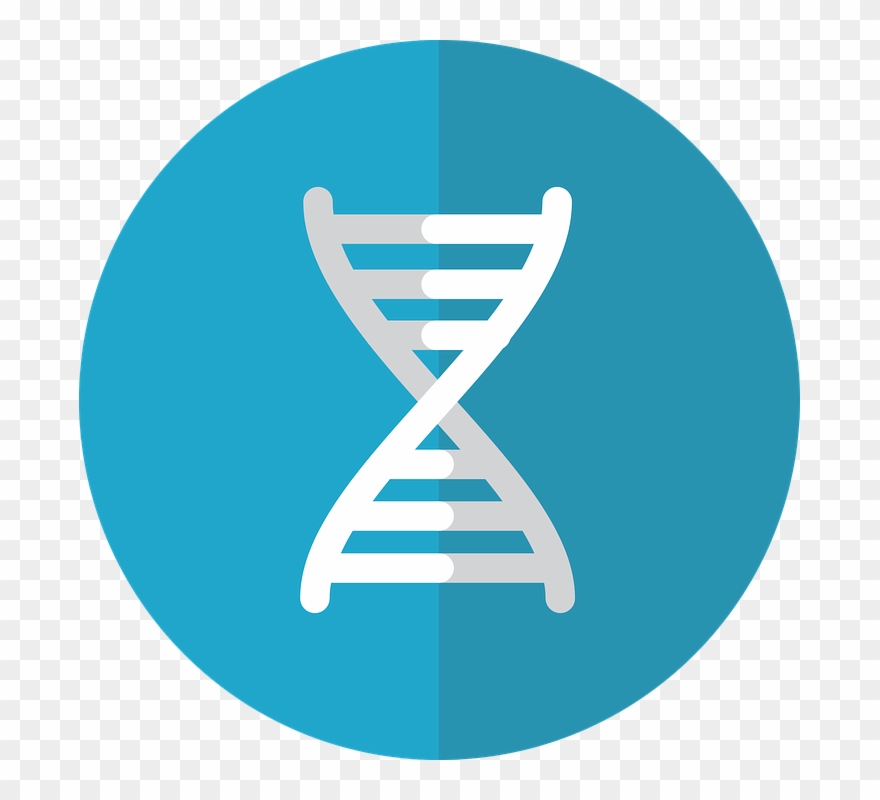Gene Icon Genetics U00b7 Free Vector Graphic On Pixabay - Genetic Engineering Clipart