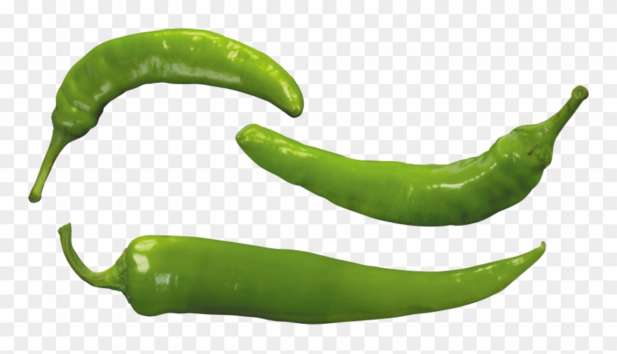 Basil Drawing Botanical Illustration - Green Pepper Png Clipart