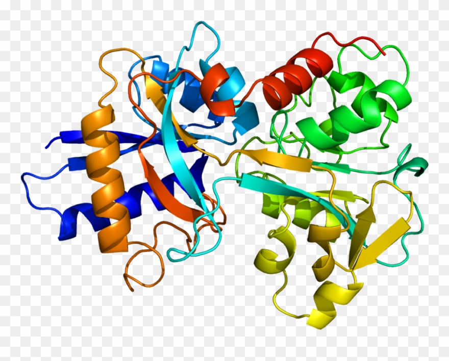 La Transferrina Dunque Lega Lo Ione Fe E Lega Una Molecola - Transferrin Structure Clipart
