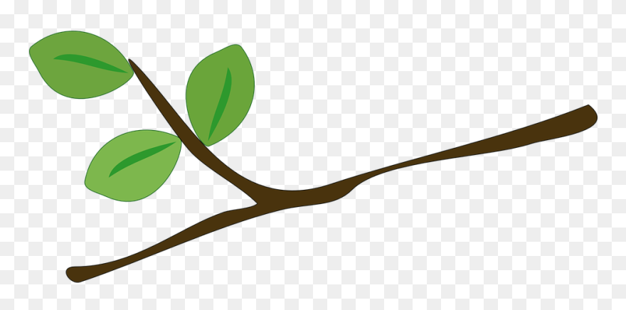 Tree, Branch, Leaves, Green, Branches, Leaf - La Rama De Un Arbol Clipart