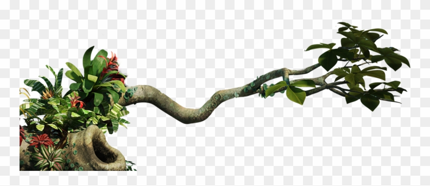 Download Branch Clipart Jungle Tree Branch - Jungle Png Transparent Png