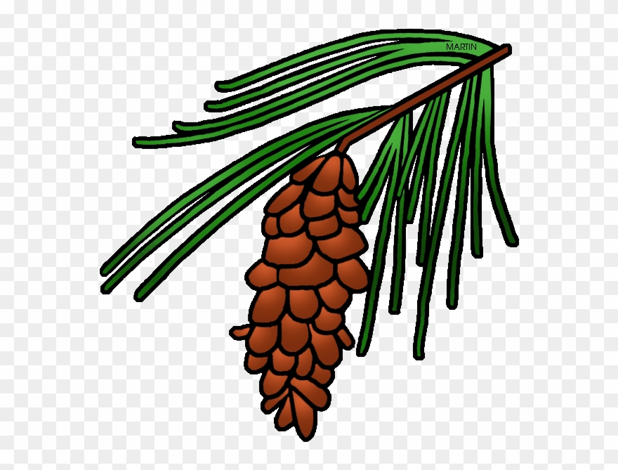 Pine Tree Clipart State - Pine Cone Tree Clipart - Png Download
