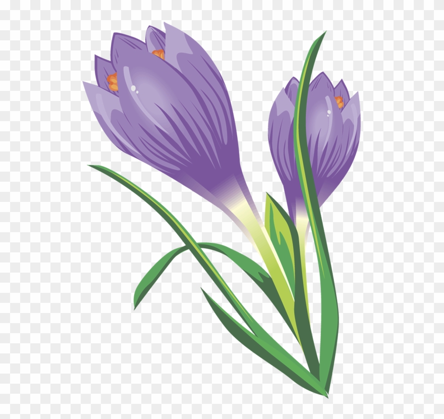 Crocus Clipart - Png Download