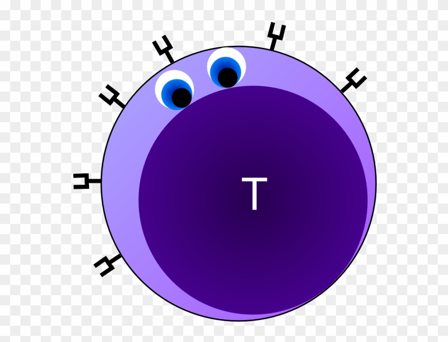 T Cell B Cell Cartoon Clipart