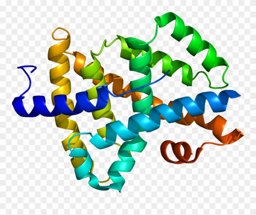 45, 24 December 2009 - Farnesoid X Receptor Structure Clipart