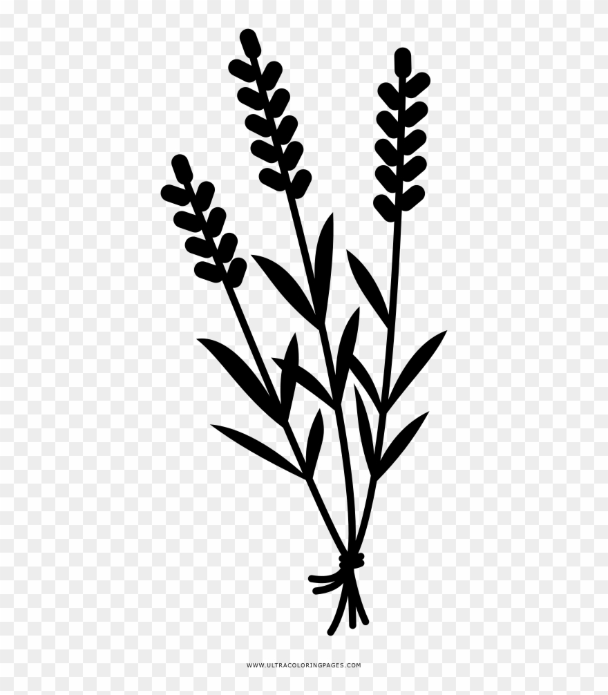 Lavender Coloring Page - Lavender Clipart Black And White - Png Download