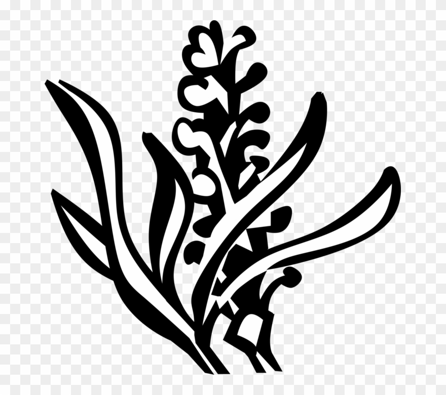 Vector Illustration Of Lavender Botanical Horticulture - Lavender Clip Art - Png Download