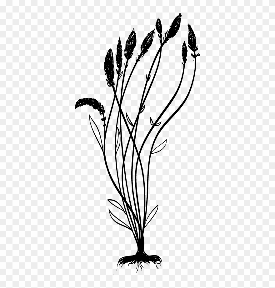 Illustration Green Lavenderillustration Clipart