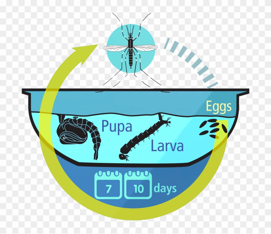 8shortly After A Blood Meal, Females Lay Their Eggs - Criaderos De Mosquitos Aedes Aegypti Clipart